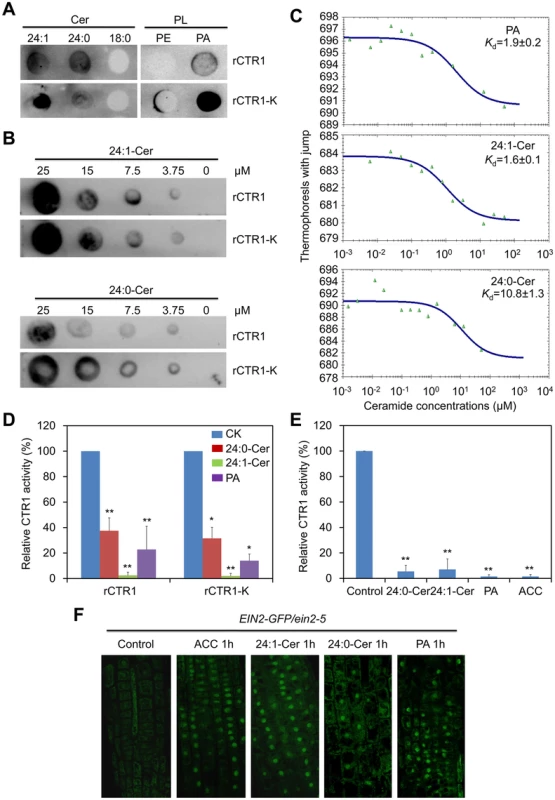 Ceramides interact with the kinase domain of CTR1 protein <i>in vitro</i>.