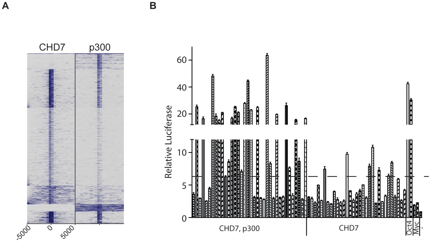 CHD7 sites bound and not bound by P300 can activate transcription.