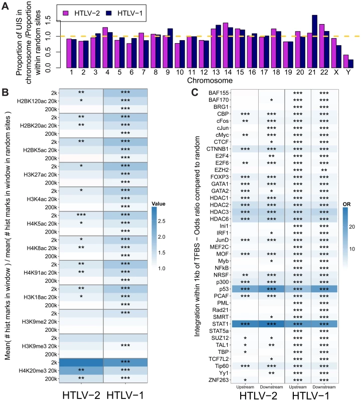 HTLV-1 and HTLV-2 integrate in similar genomic environments.