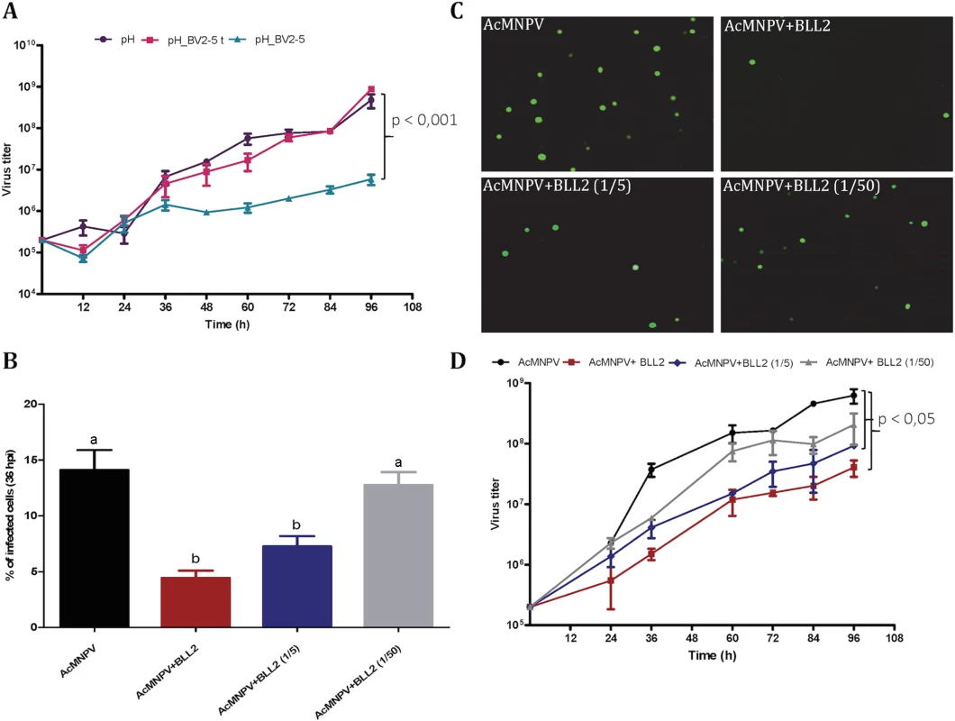<i>Spodoptera exigua</i> bracovirus-like genes affect baculovirus infection.