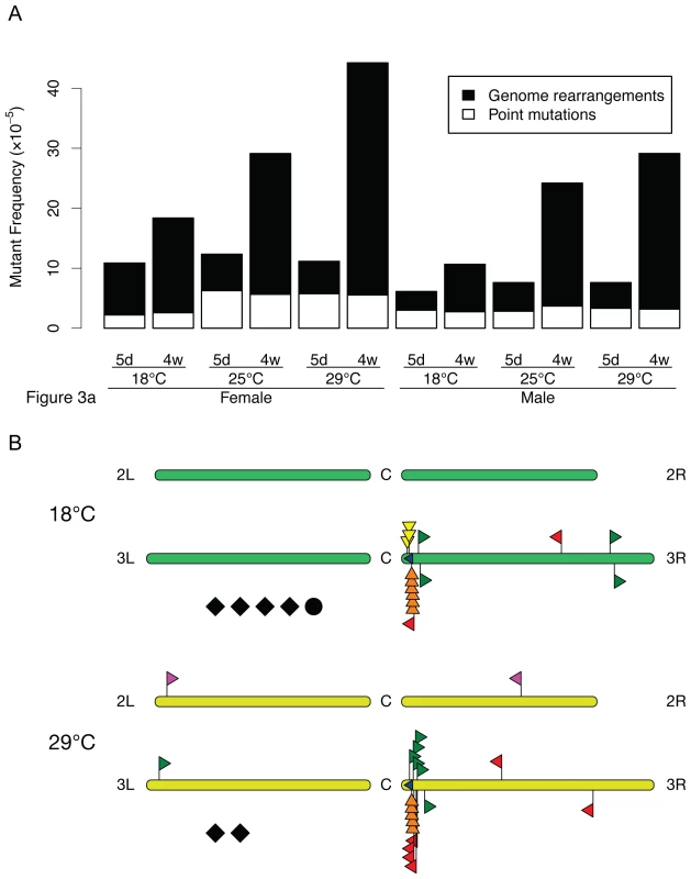 LacZ mutation spectra in <i>D. melanogaster</i> at different temperatures.