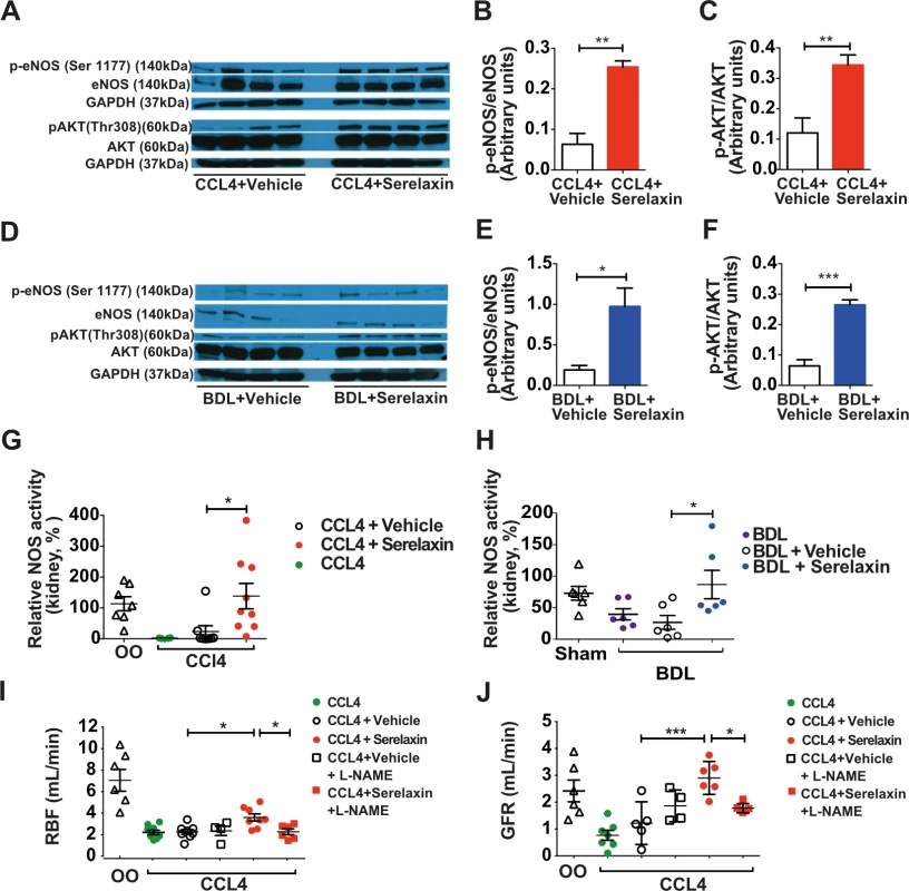 Effect of sustained serelaxin infusion on AKT/eNOS/NO signaling in cirrhotic rat kidney.