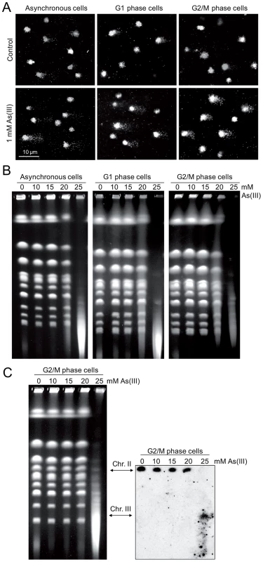 DNA breakage induction by As(III).