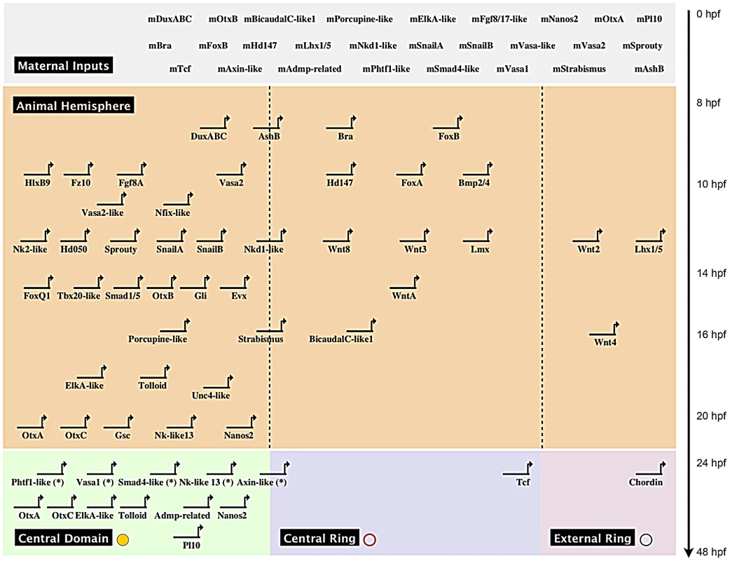 Preliminary spatial and temporal co-expression map.