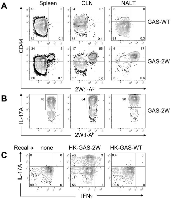 Clonal expansion of 2W:I-A<sup>b</sup>-specific CD4<sup>+</sup> T cells and recall of IL-17A is antigen-specific and not due to Superantigens produced by GAS.