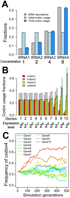 Computer simulation demonstrates that selection for translational efficiency results in the preferential use of codons with abundant cognate tRNAs in highly expressed genes.