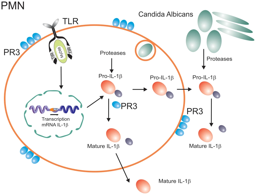 Inflammasome-independent processing of pro-IL-1β.