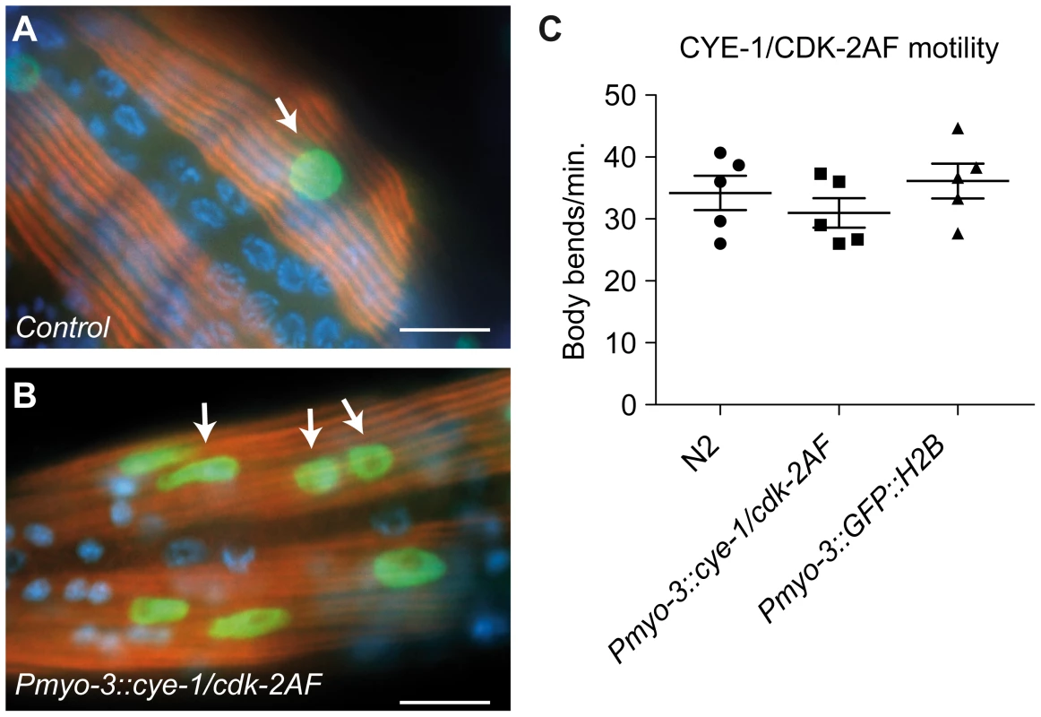 Animals with mitotic body-wall muscle retain normal motility and muscle structure.