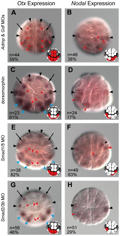 Admp and Gdf1/3-like signaling cooperatively regulates neural fate.