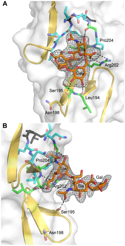σ1 in complex with sialic acid in different linkages.