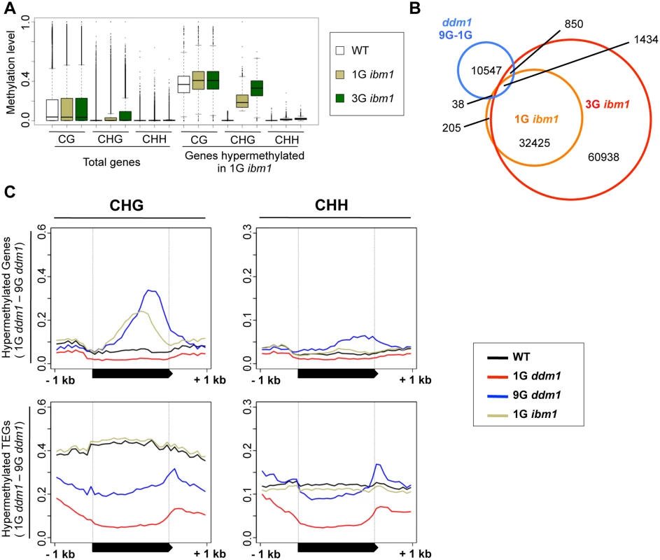 Hypermethylated regions in <i>ddm1</i> and <i>ibm1</i> mutants.