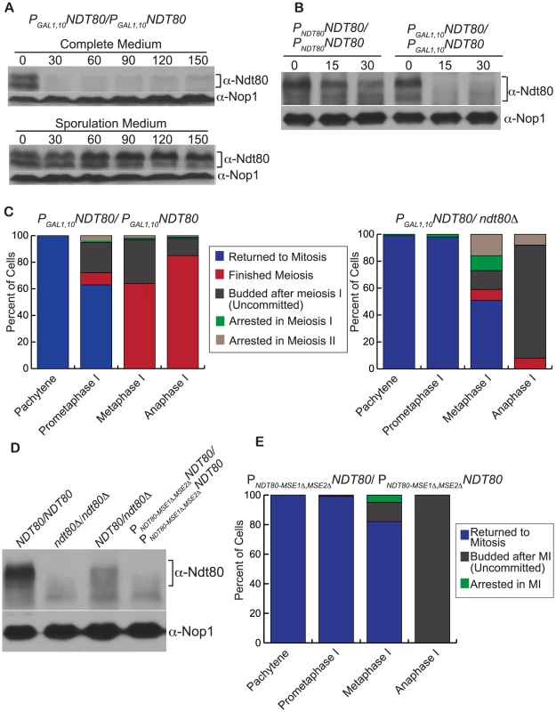 Decreasing the levels of Ndt80 results in fewer cells that commit to meiosis.