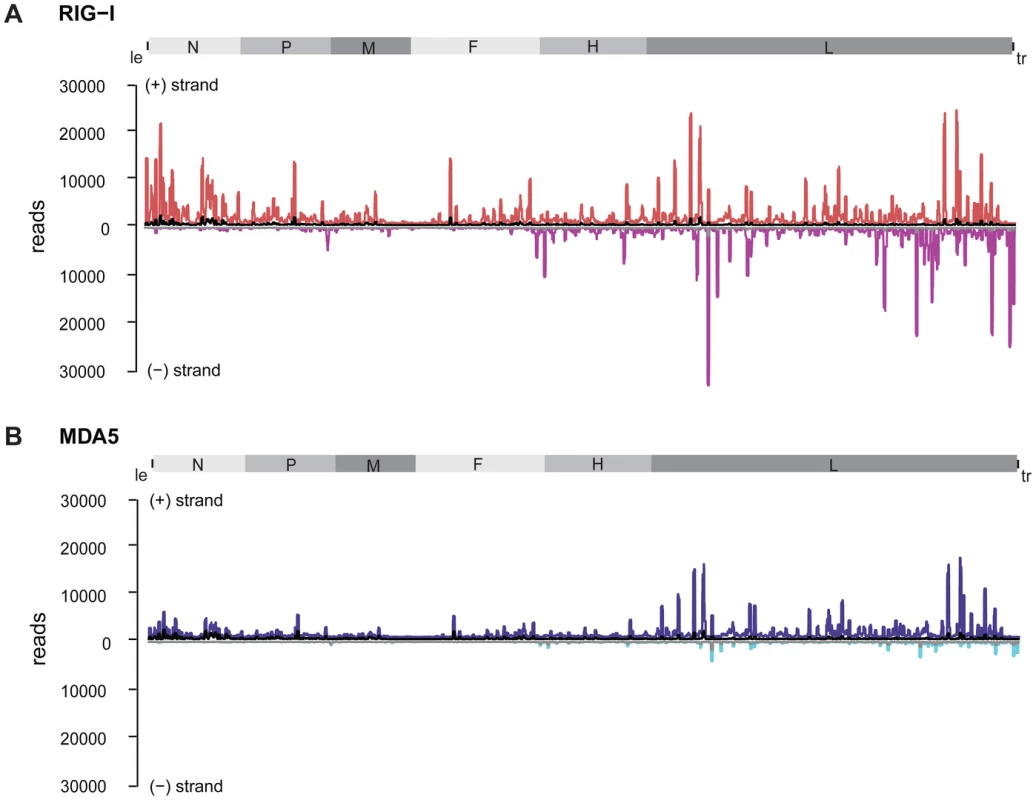 Strand separation of sequencing libraries into (+) and (−) MeV RNA.