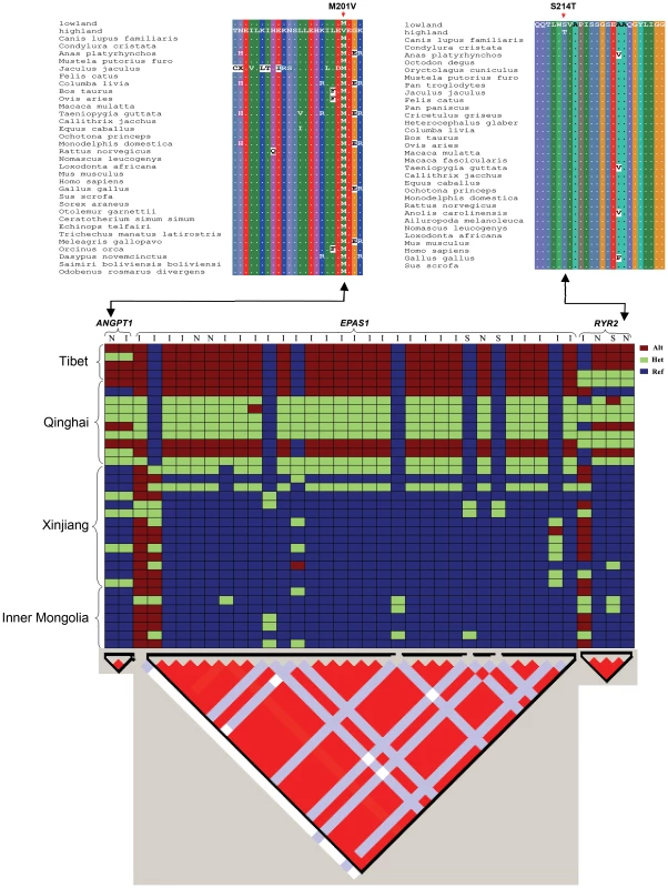 Top: Partial alignments of <i>ANGPT1</i> (left) and <i>RYR2</i> (right) amino acid sequences.