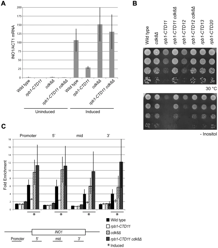 <i>INO1</i> expression and RNAPII association defects of <i>rpb1-CTD11</i> mutants were suppressed by deleting <i>CDK8</i>.