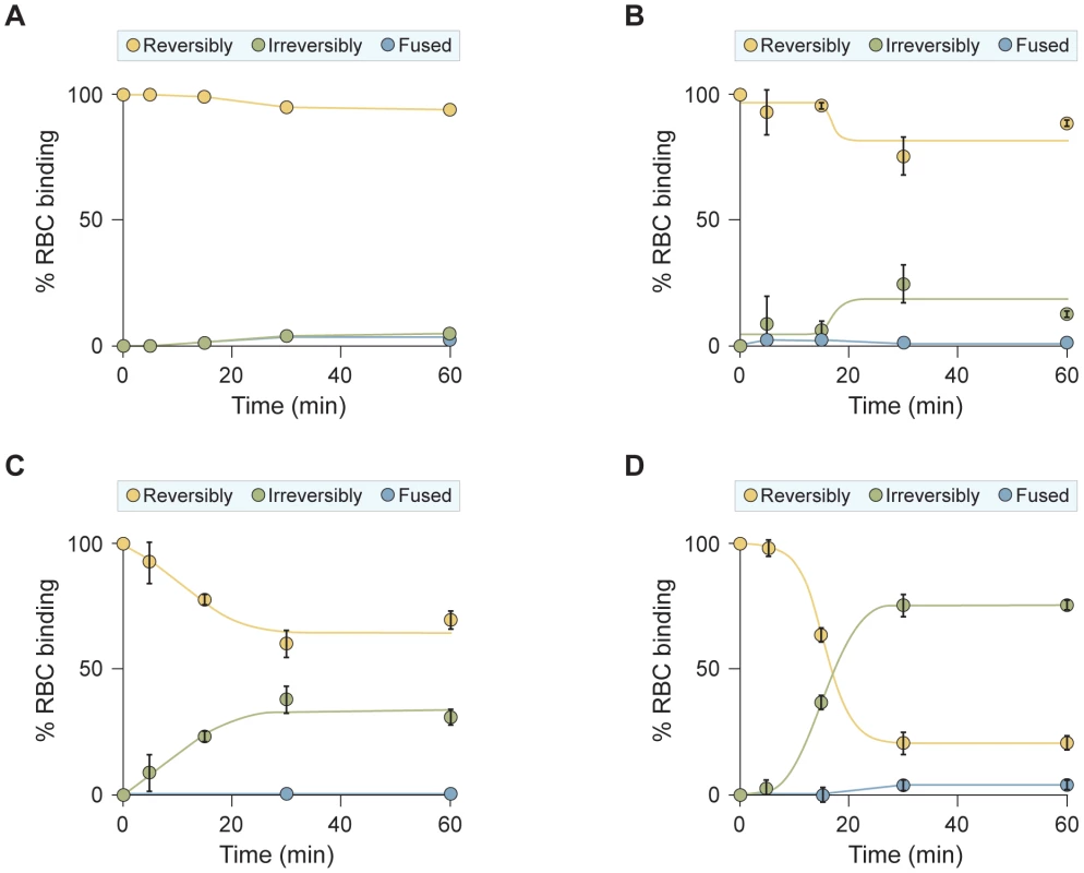 HPIV3 F HRC cholesterol-tagged peptides interact with uncleaved F: peptide-F interaction attaches HN/F-expressing cells to receptor-bearing target cells.