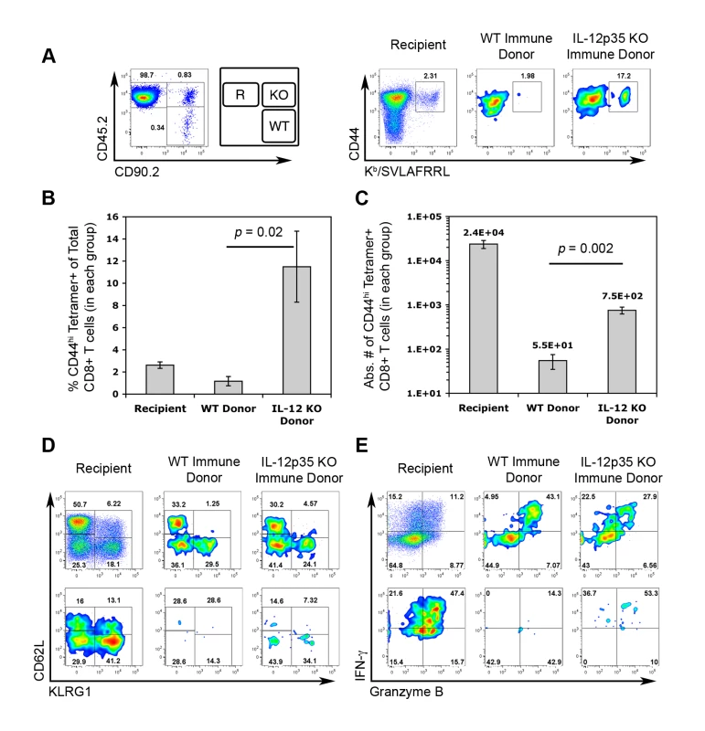 Central memory CTLs from <i>Il12a</i><sup>−/−</sup> mice are functionally competent.
