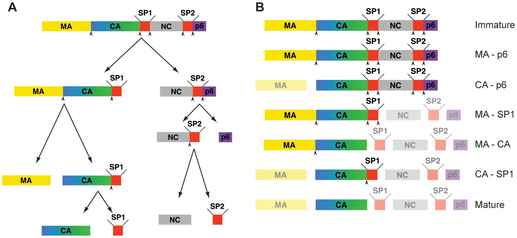 Steps in HIV-1 proteolytic maturation, and variants analysed.