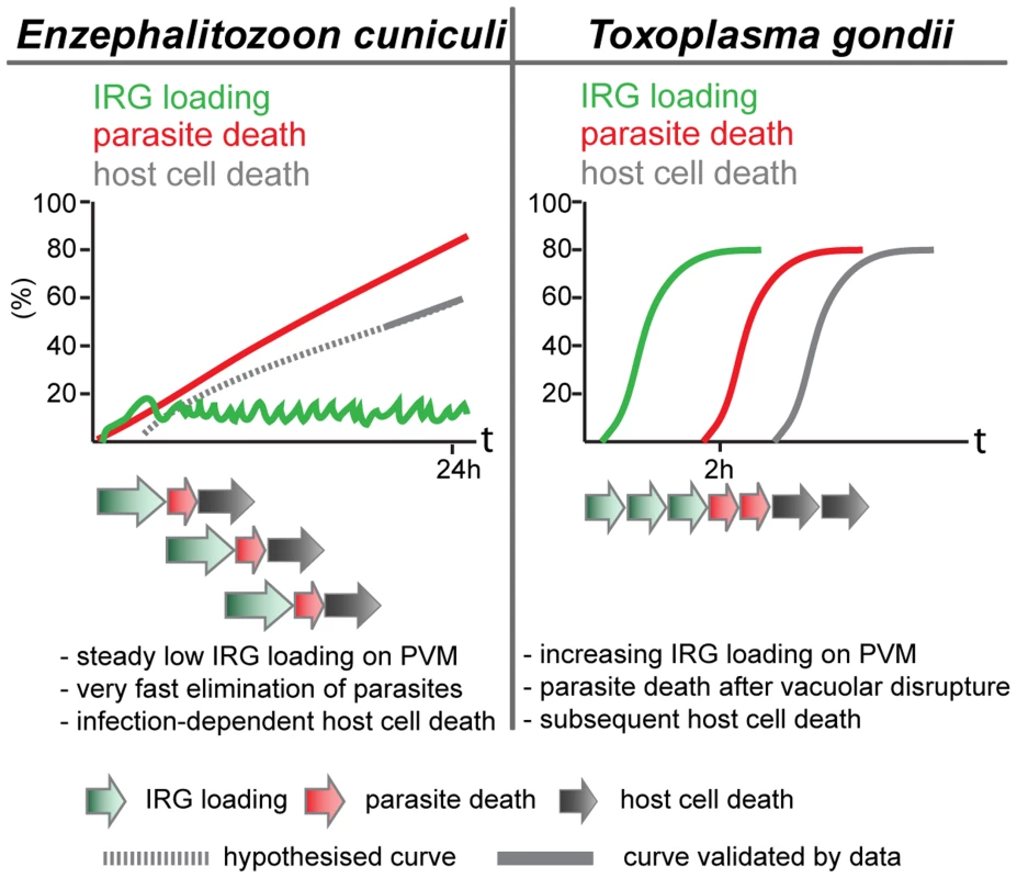Scheme of different dynamics of IRG action.