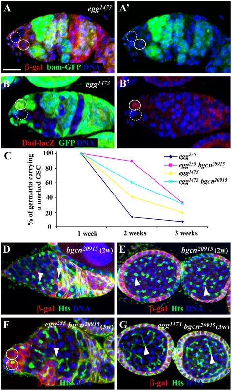 <i>egg</i> is required intrinsically for maintaining GSCs by repressing a Bam/Bgcn-independent differentiation pathway.