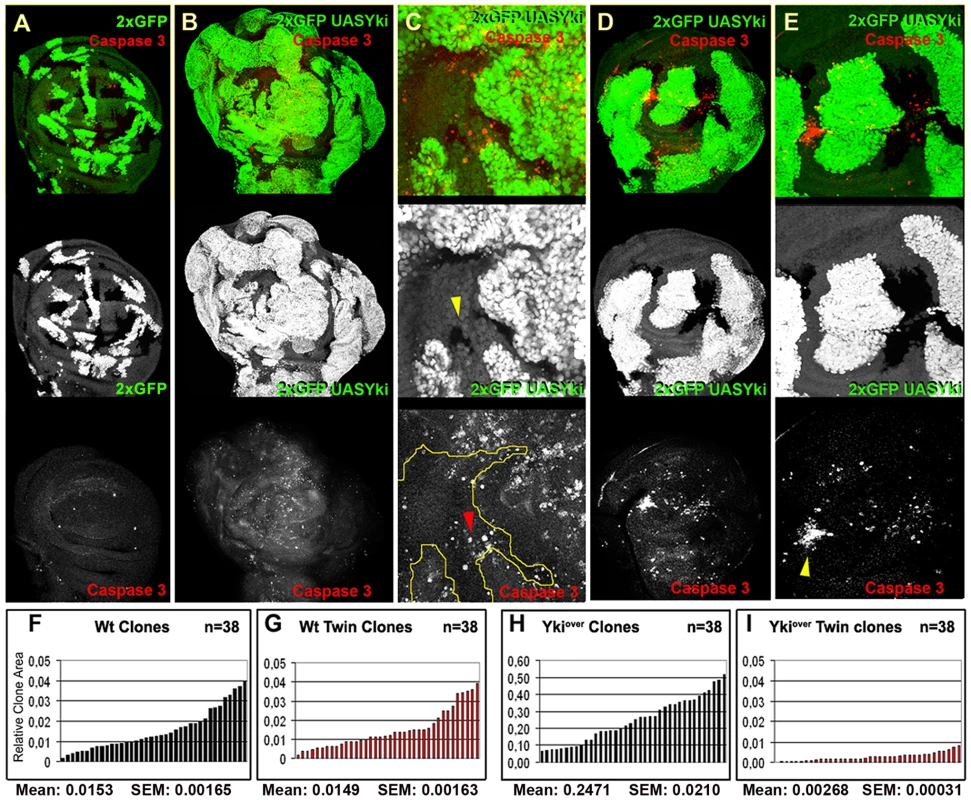 <i>yki</i> overexpression confers cells a supercompetitive behavior.