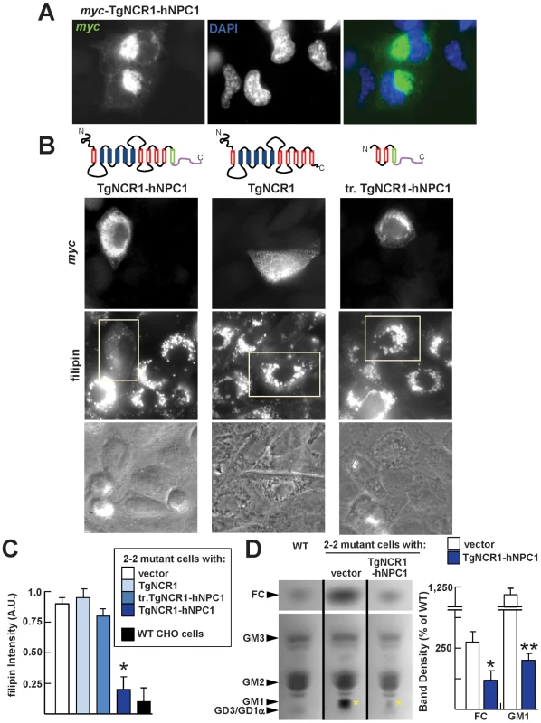Decrease in sterol accumulation in NPC1 mutant cells expressing TgNCR1-hNPC1.