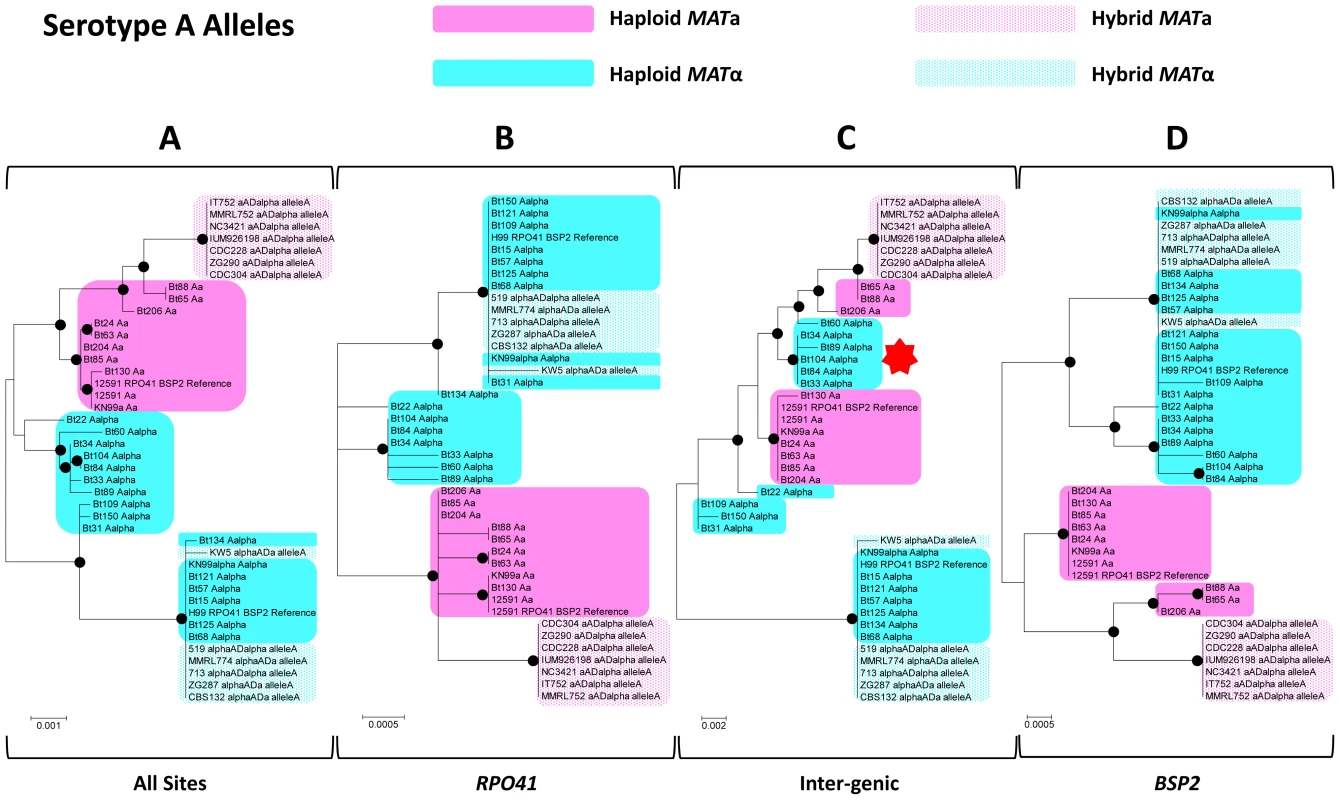 Phylogenetic trees of serotype A alleles existing in natural <i>C. neoformans</i> isolates based on the sequenced <i>RPO41</i>-intergenic-<i>BSP2</i> region.