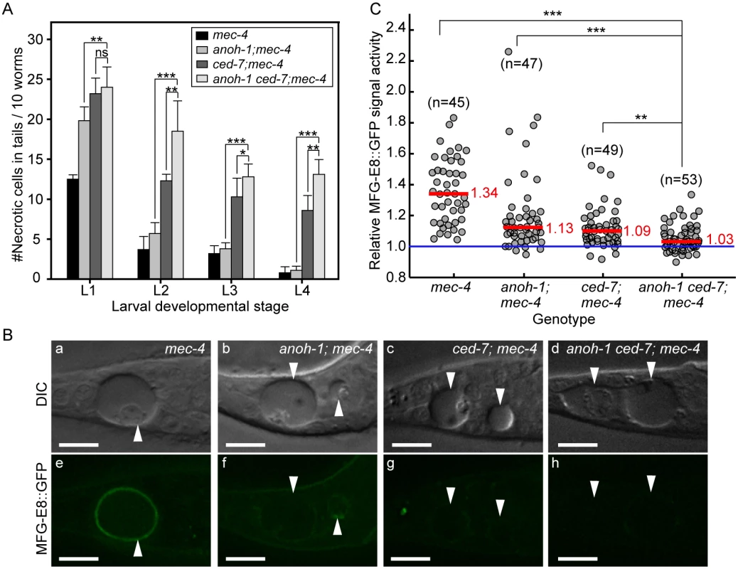 Inactivating both <i>ced-7</i> and <i>anoh-1</i> results in enhanced phenotypes.