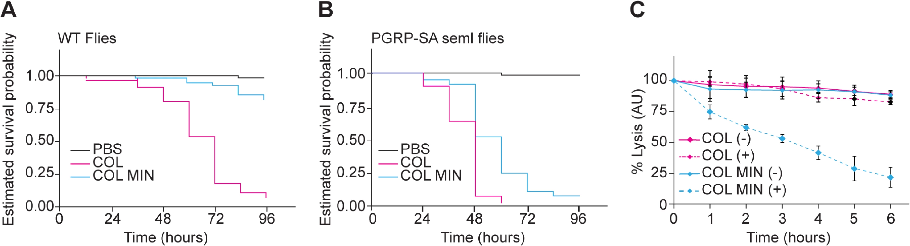 <i>S</i>. <i>aureus</i> COL MIN showed attenuated virulence in a <i>Drosophila</i> infection model and increased susceptibility to lysozyme.