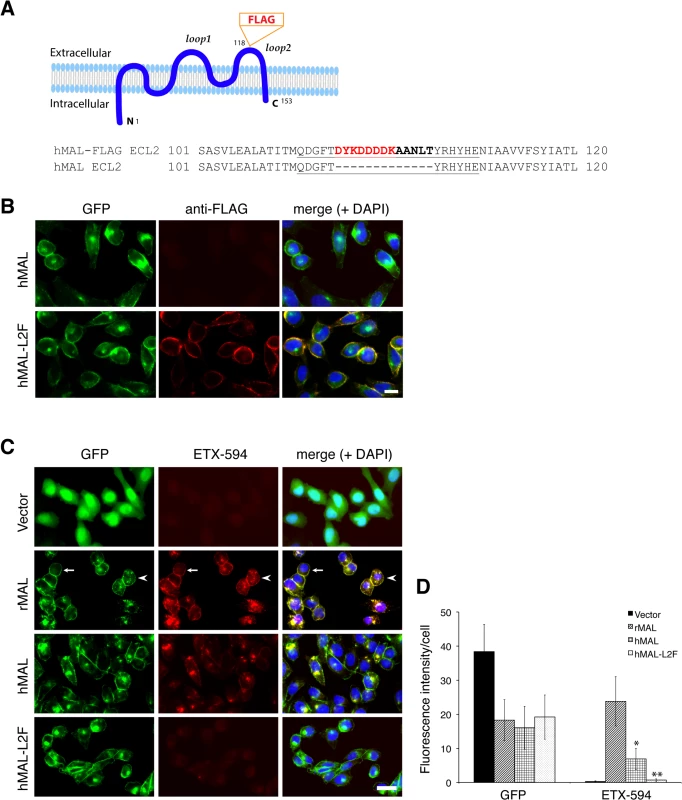 ETX binding requires the second extracellular loop of MAL.