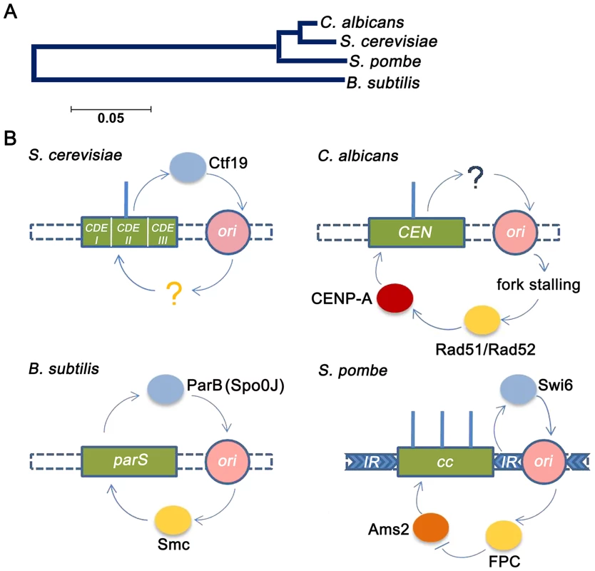 Replication-segregation interaction is evolutionarily conserved in unicellular organisms.