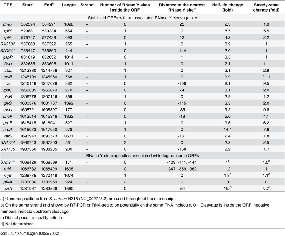 Stabilised and degradosome ORFs with an associated RNase Y cleavage site.