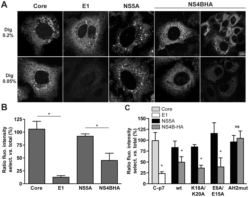 The N-terminal part of NS4B assumes a dual topology in a replicative context.