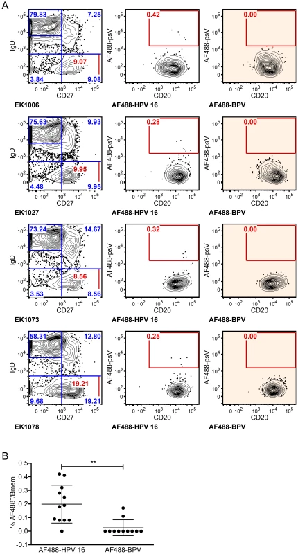 HPV 16-specific Bmem represent 0.2% of total Bmem in qHPV vaccinees at month 7.