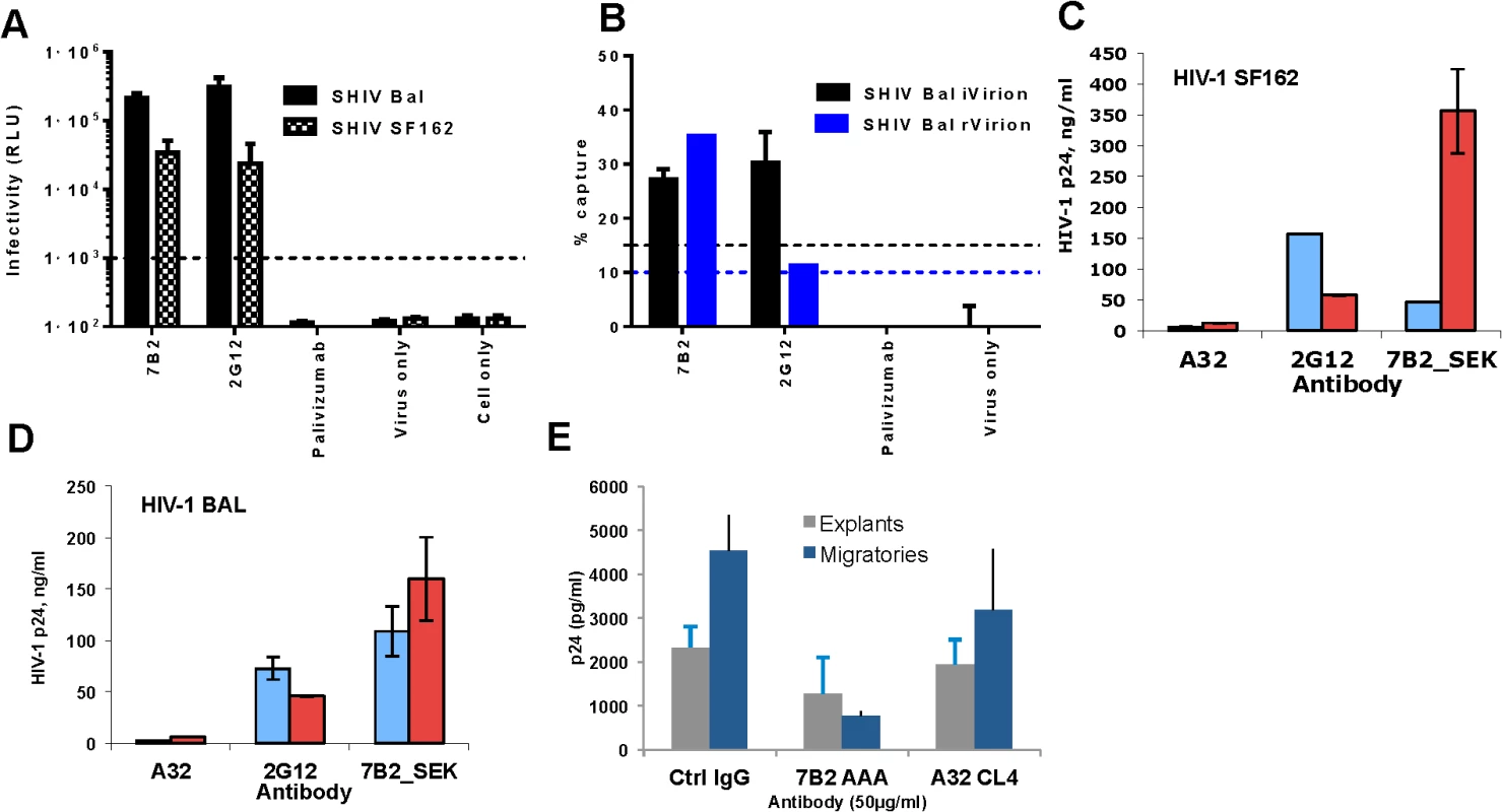 7B2 mAb captures infectious SHIV BaL and SF162.