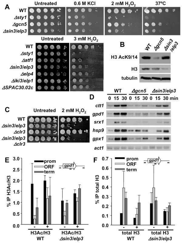 Cells lacking Sin3/Elp3 are sensitive to H<sub>2</sub>O<sub>2</sub>, but do not display major transcriptional defects.