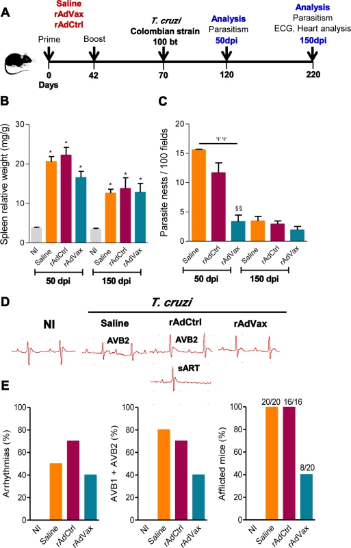 Heart parasitism and electrical abnormalities are reduced in rAdVax-vaccinated mice challenged with the Colombian strain.