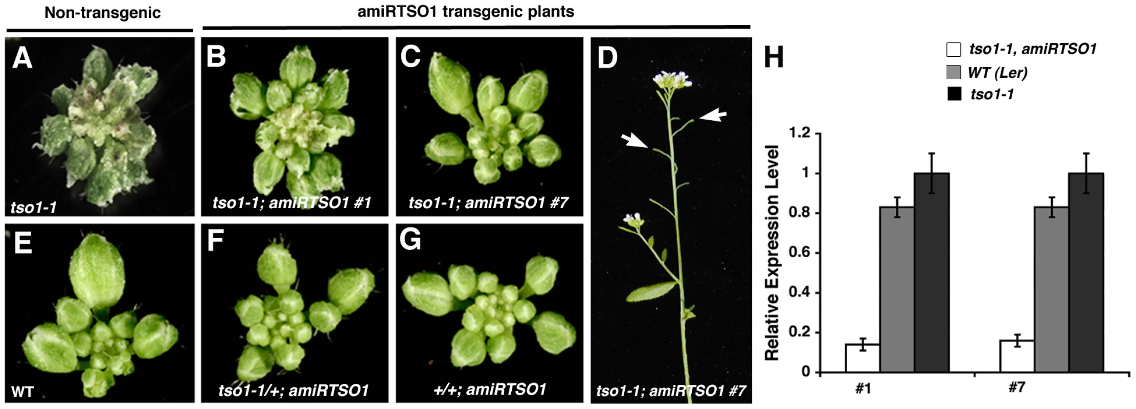 Artificial microRNA knockdown of <i>tso1-1</i> transcripts suppresses <i>tso1-1</i> phenotype.