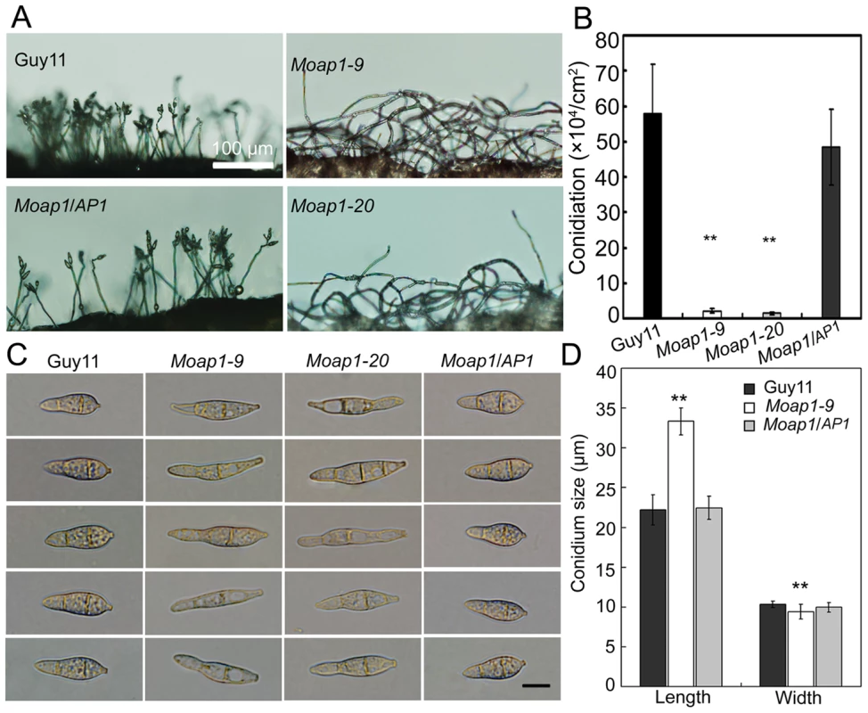 <i>MoAP1</i> disruption leads to abnormal conidial morphology and reduced conidiation.