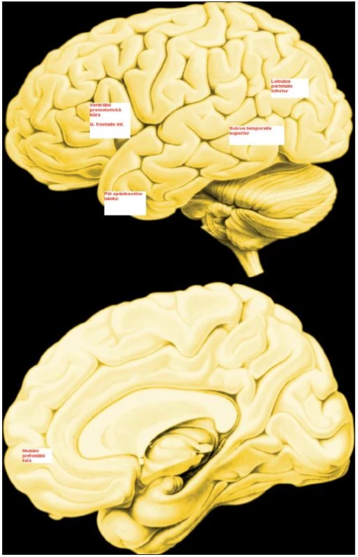 Systém zrcadlových neuronů
Ventrální premotorická kůra, kůra g. frontalis inferior a pars rostralis inf. lobuli parietalis inferioris jsou klíčové složky lidského systému zrcadlových neuronů.
Mediální prefrontální kůra, oblast sulcus temporalis superior a kůra temporálního pólu se aktivuje v průběhu mentalizace