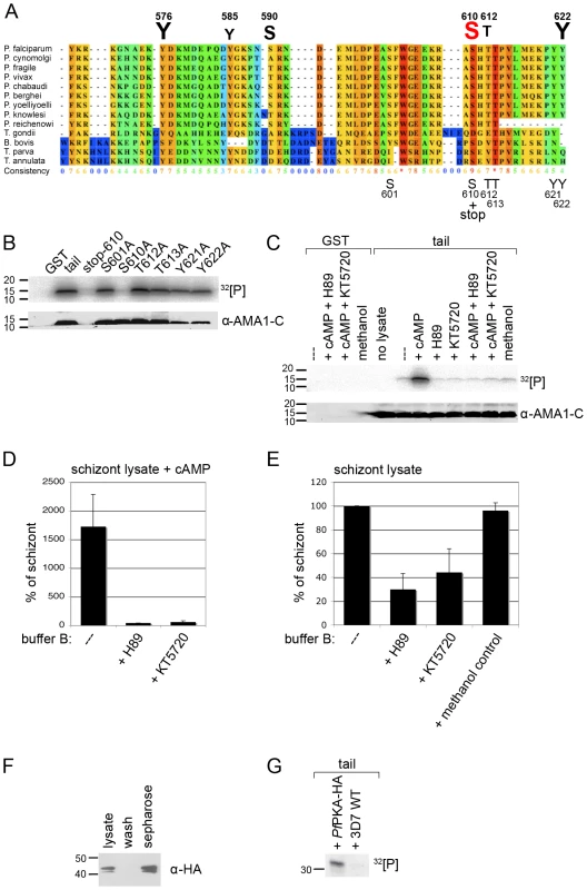 <i>Pf</i>PKA phosphorylates the AMA1 tail exclusively on residue S610.