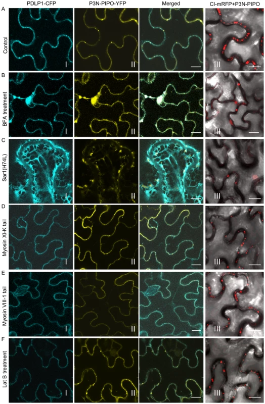 Targeting of P3N-PIPO and CI to PD requires the BFA-sensitive secretory pathway and is independent of the acto-myosin motility system.