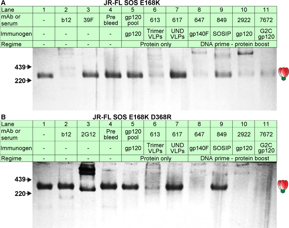 Serum recognition of the native trimer and effects of a key mutation in the CD4 binding loop.