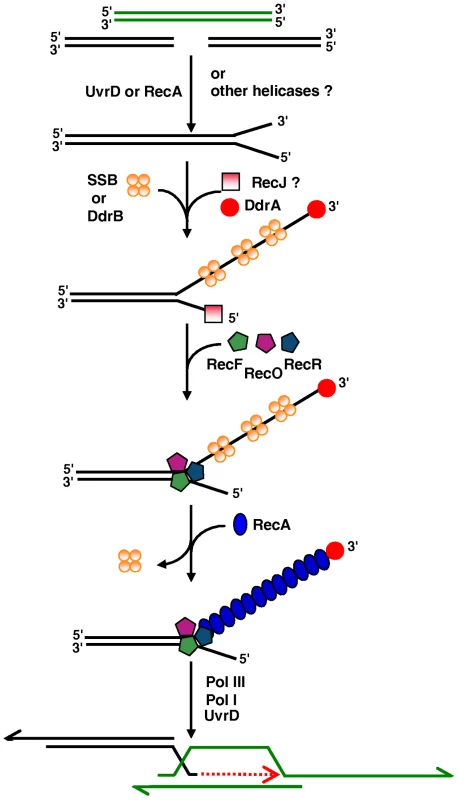 Model of initiation of DNA double-strand-break repair through ESDSA in <i>D. radiodurans</i>.