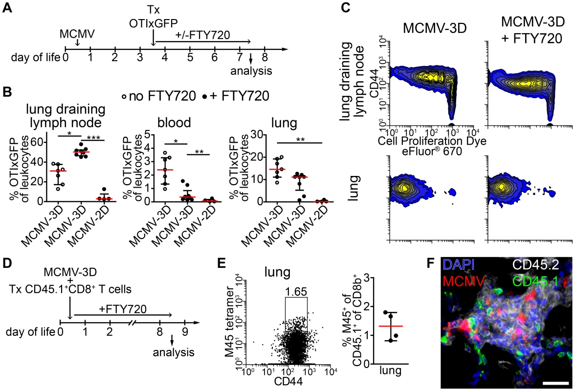 APCs in NIFs prime MCMV-specific CD8<sup>+</sup> T cells.