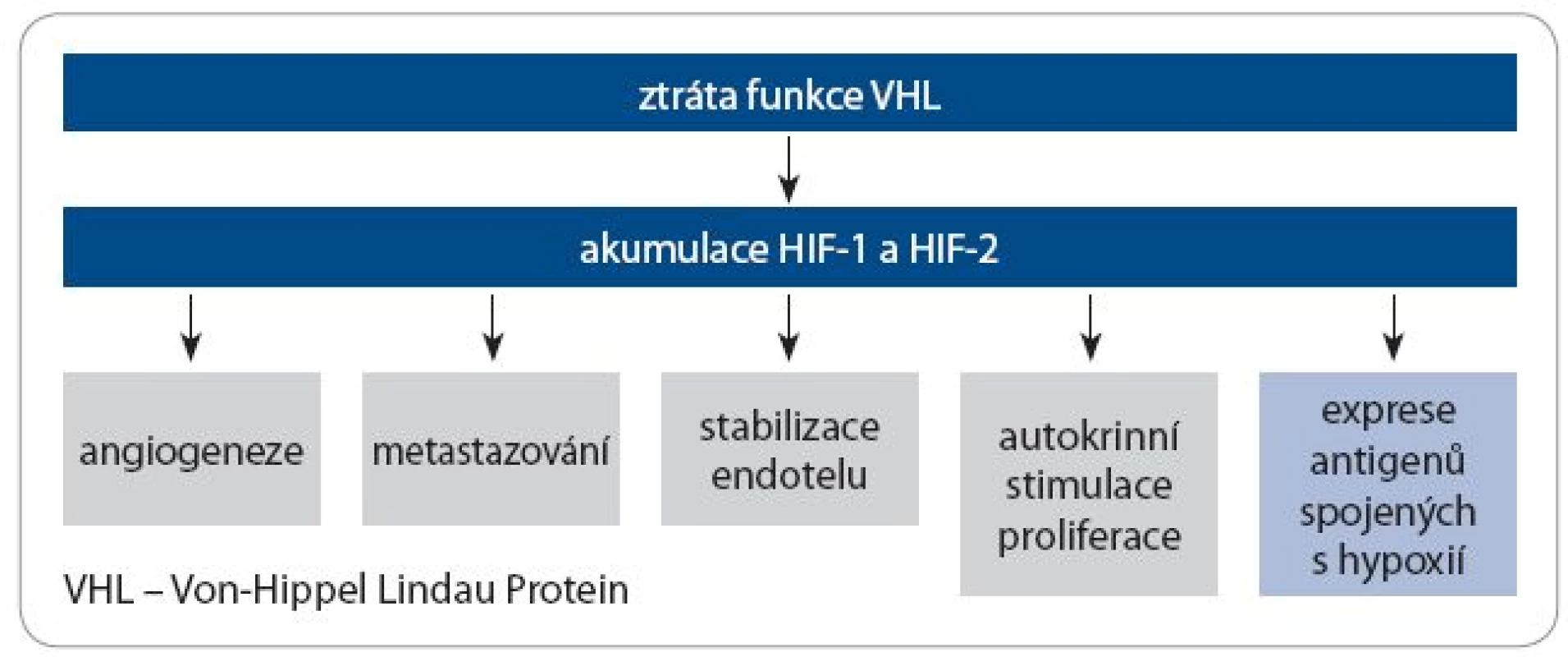 Následky ztráty funkce VHL u renálního karcinomu
