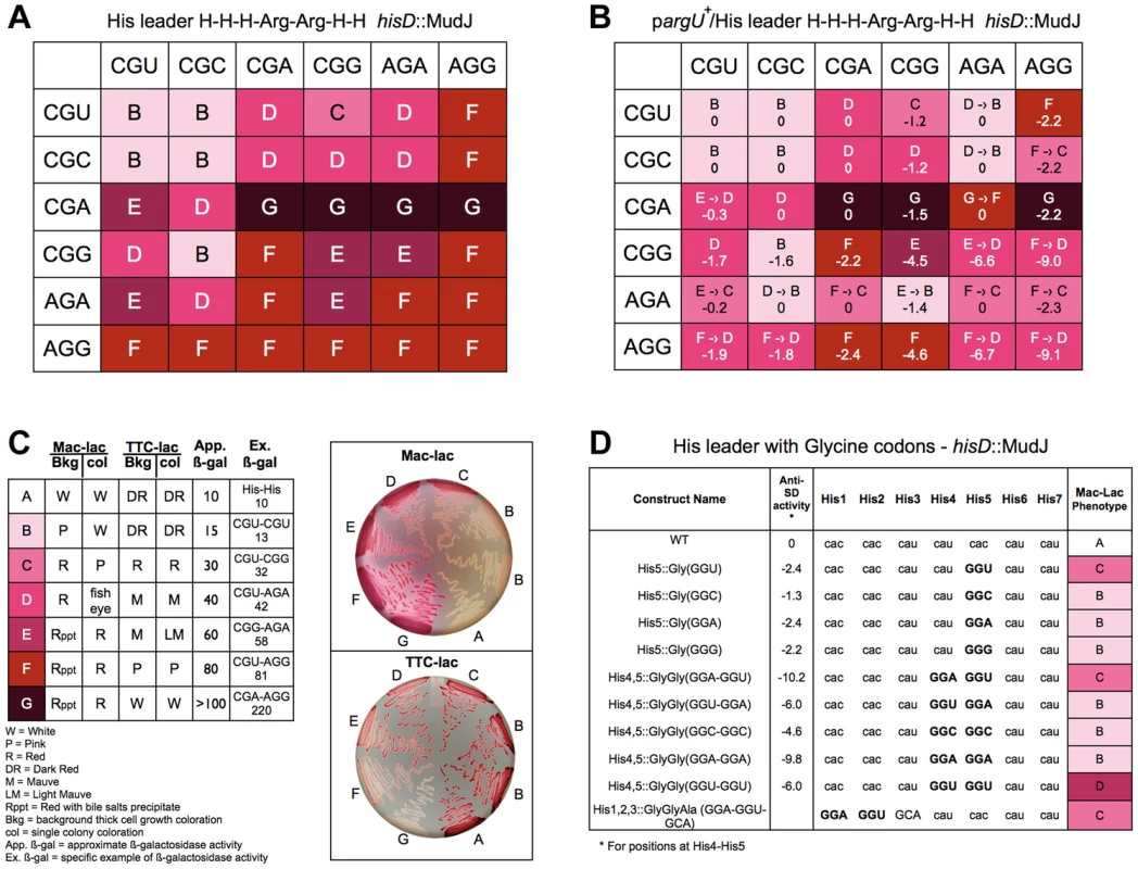 Expression of the <i>his</i> operon for specific arginine and glycine codons at the His leader on ribosome stalling.
