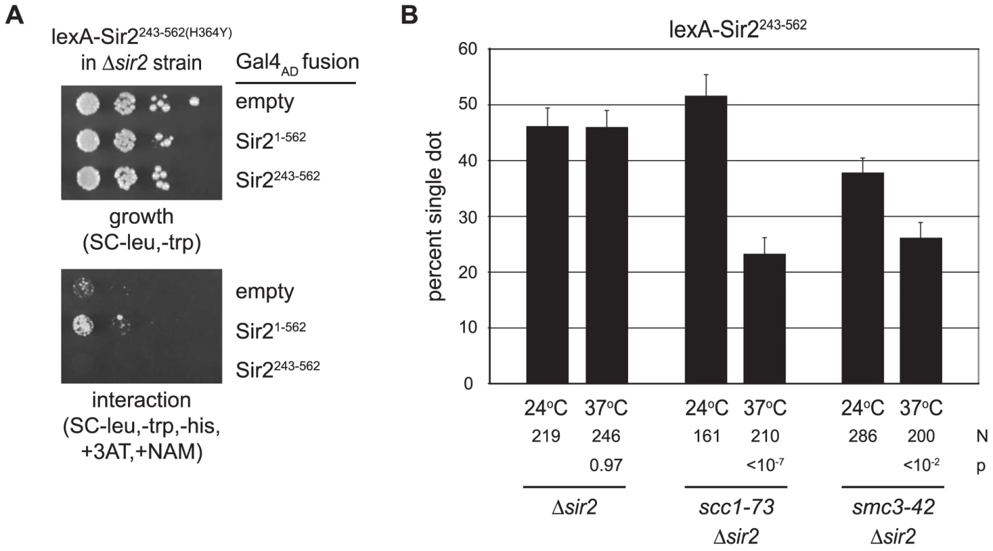 Cohesion by Sir2 requires the cohesin genes.
