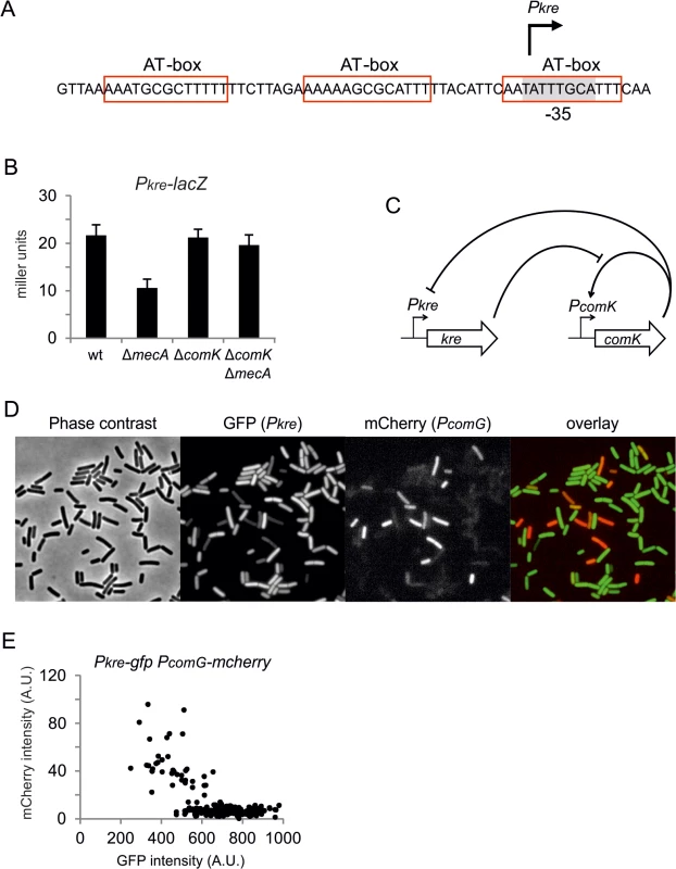 Negative feedback regulation of <i>kre</i>.