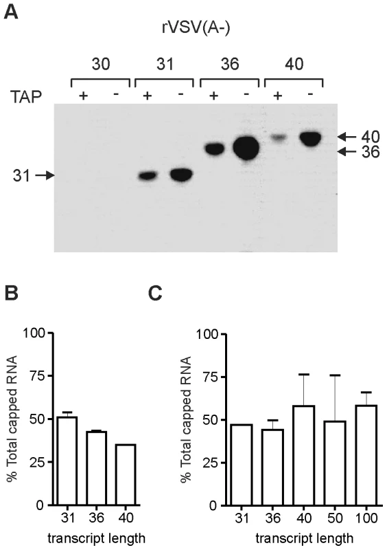 Methylation status of the stalled transcripts.